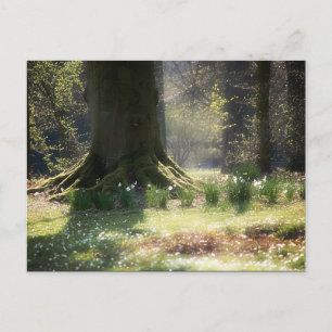 Ici il y a Féeries Carte postale