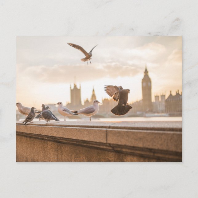 Iconic Big Ben und Westminster mit Tauben Postkarte (Vorderseite)