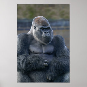 Iconic Silverback Oumbi Poster