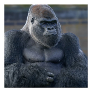 Iconic Silverback Oumbi Poster