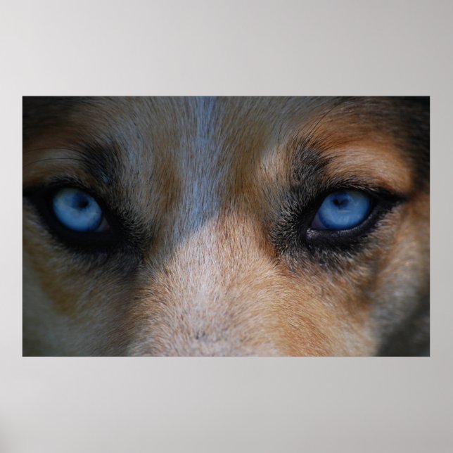 Icy Blue Canine Eyes Poster (Vorne)