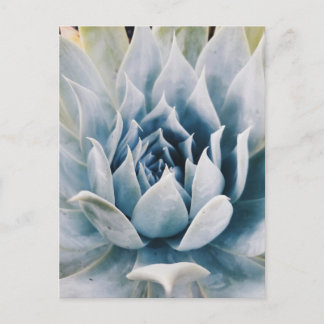 Icy Blue succulent Postkarte