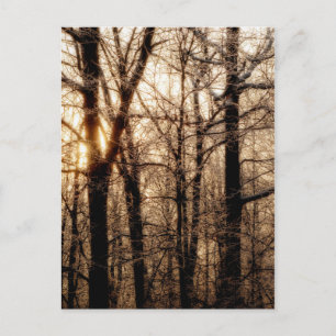 Icy Braches bei Sunset Postkarte