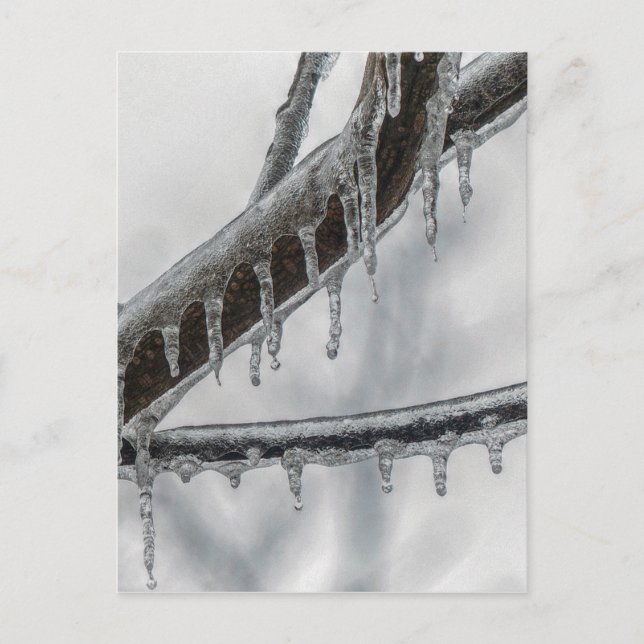 Icy Branch Postkarte (Vorderseite)