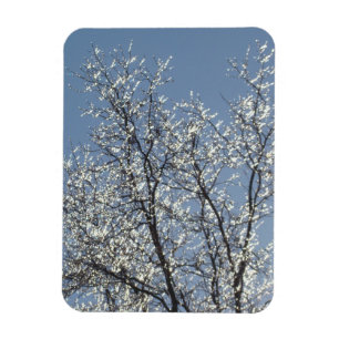 Icy Branches in Winter Blue Sky Magnet