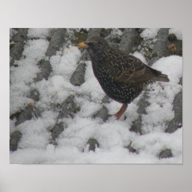 Icy Feet Starling Print Poster (Vorne)