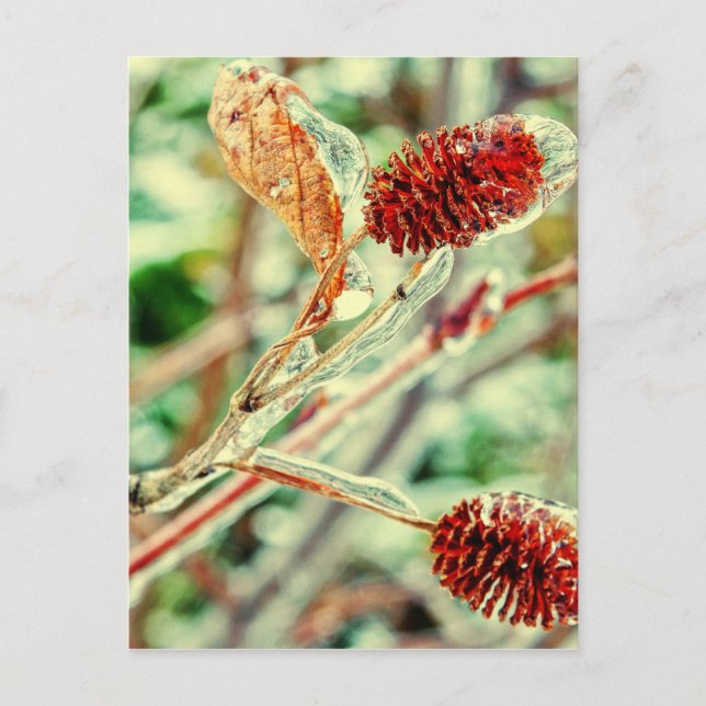 Icy Postkarte (Vorderseite)