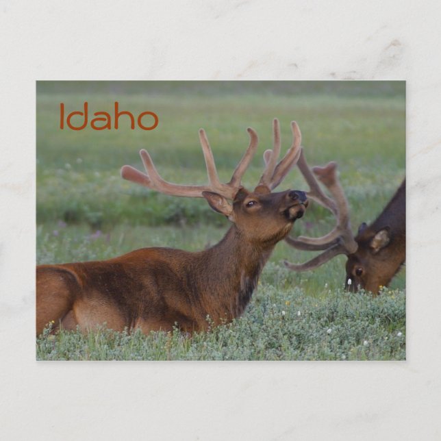 Idaho elk Postcard Postkarte (Vorderseite)