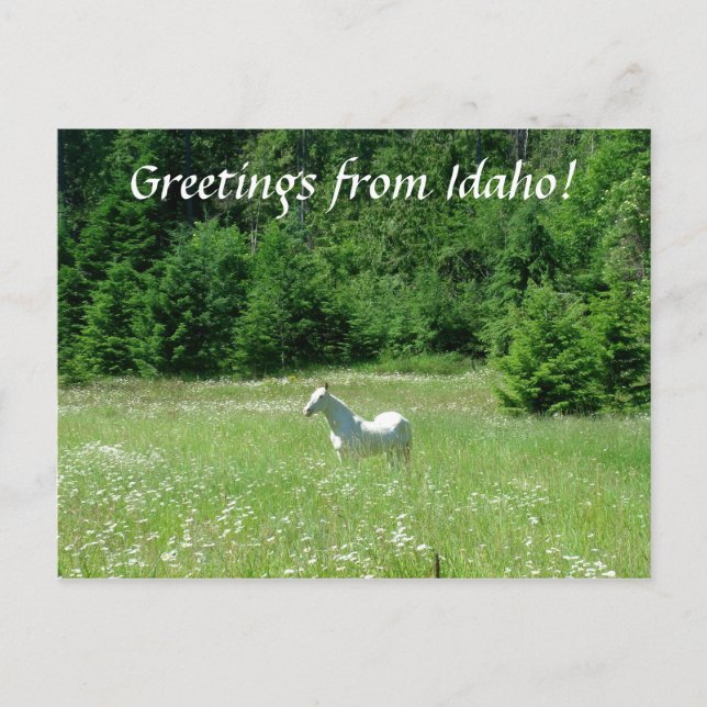 Idaho Meadow - Postcard Postkarte (Vorderseite)