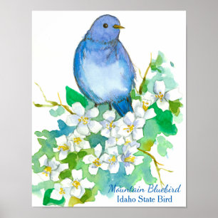 Idaho Staat Bird Mountain Bluebird Poster