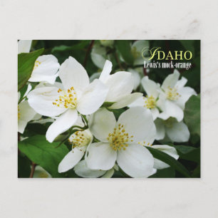 Idaho Staat Blume: Lewis-Mock-Orange Postkarte