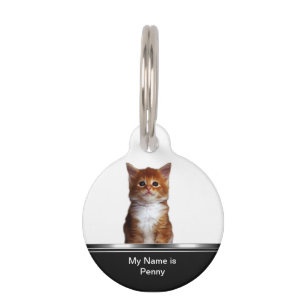 Identification de l'étiquette de chat domestique