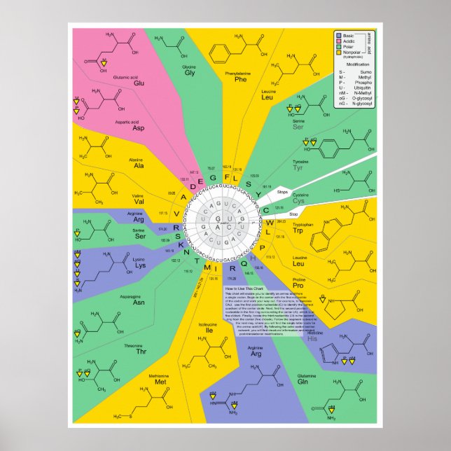 Identifizierungsdiagramm für Aminosäuren und chemi Poster (Vorne)
