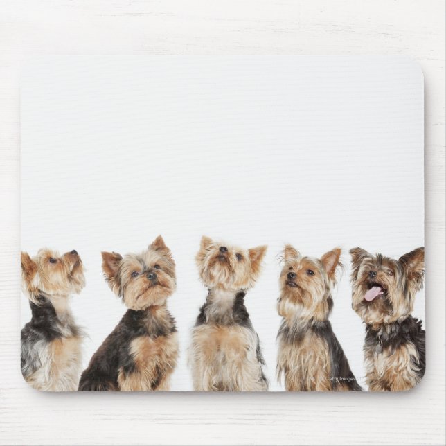 Identische Hunde sitzen zusammen Mousepad (Vorne)