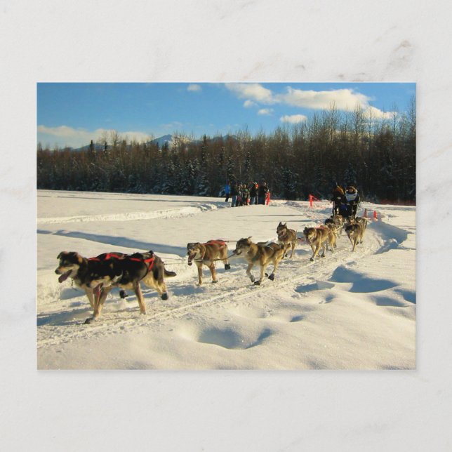 Iditarod Trail Schlittenhunde Postkarte (Vorderseite)