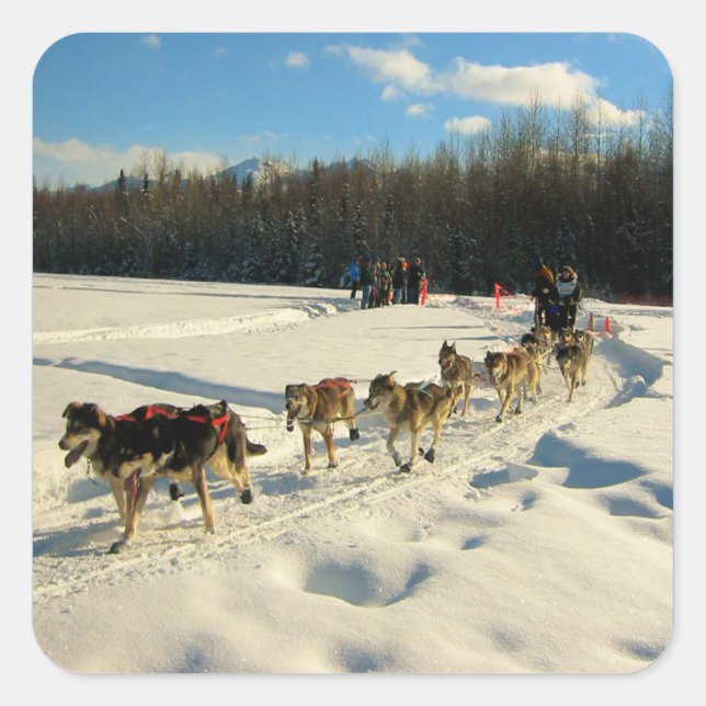 Iditarod Trail Schlittenhunde Quadratischer Aufkleber (Vorderseite)