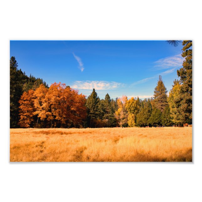 Idyllwild - Kiefernwald Fotodruck (Vorne)
