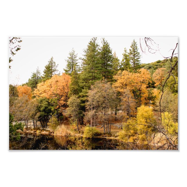 Idyllwild - Kiefernwald Fotodruck (Vorne)