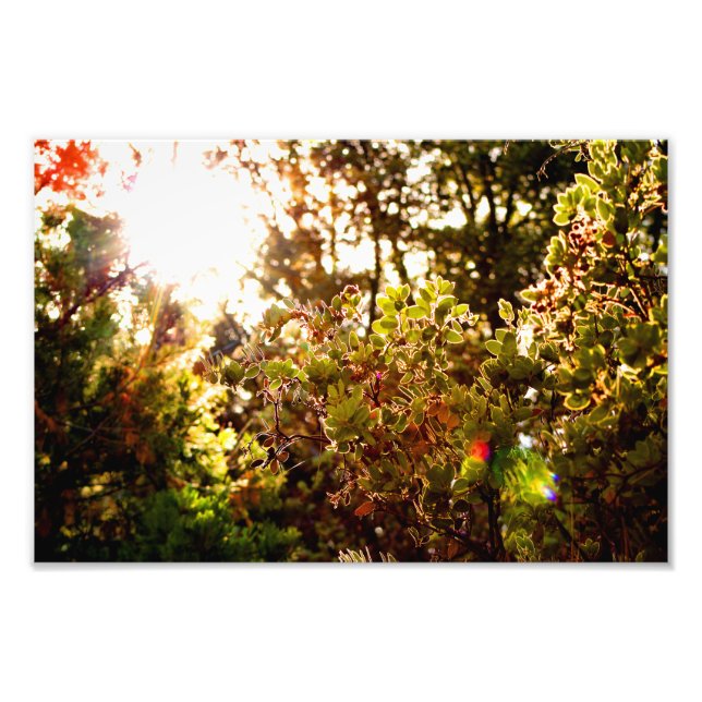Idyllwild - Kiefernwald Fotodruck (Vorne)