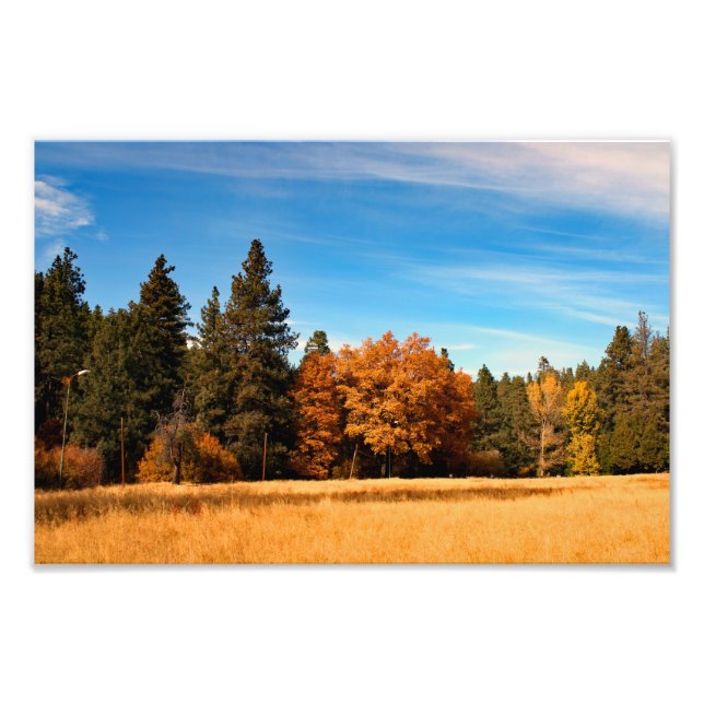 Idyllwild - Kiefernwald Fotodruck (Vorne)