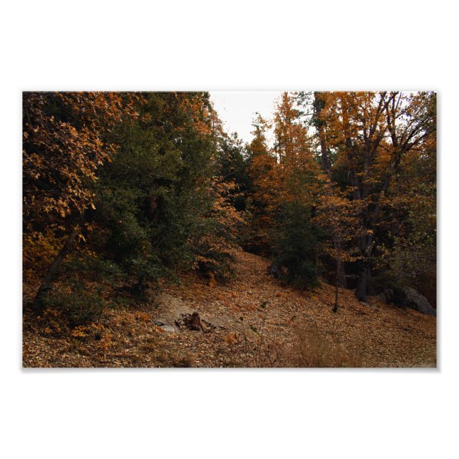 Idyllwild - Kiefernwald Fotodruck (Vorne)