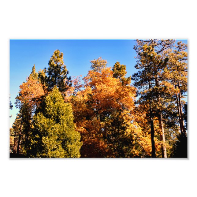 Idyllwild - Kiefernwald Fotodruck (Vorne)