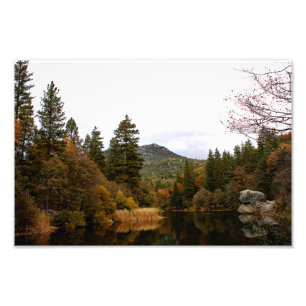 Idyllwild - Kiefernwald Fotodruck