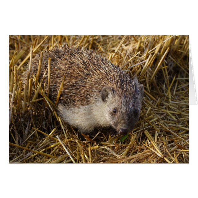 Igel (Vorderseite (Horizontal))