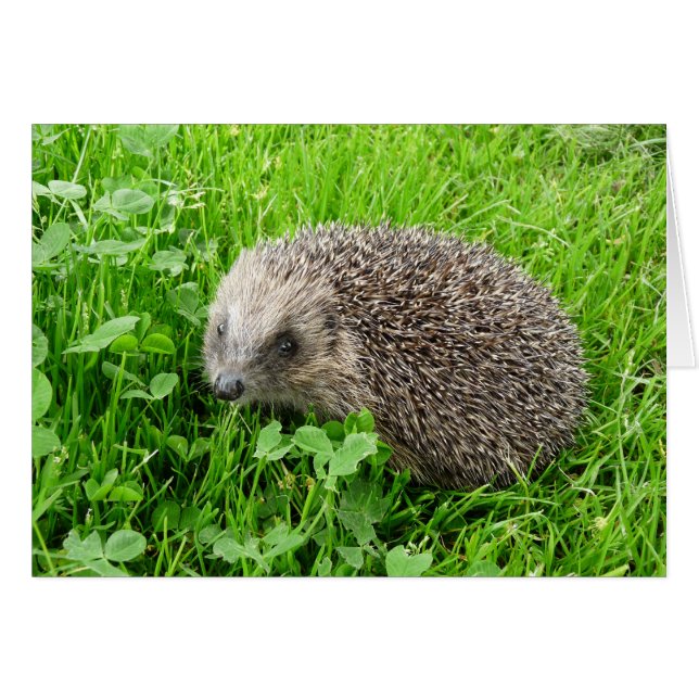"Igel (28)" (Vorderseite (Horizontal))