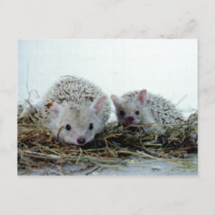 Igel als Haustiere Postkarte