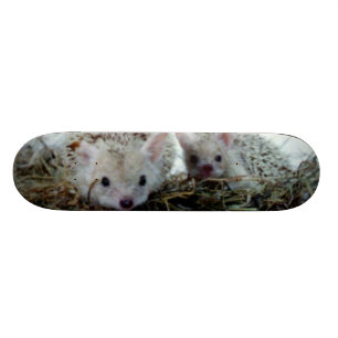 Igel als Haustiere Skateboard