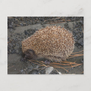Igel auf kleinen schwarzen Felsen Postkarte