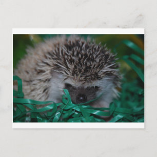 Igel Baby in Ostergras Feiertagspostkarte