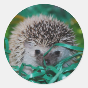 Igel Baby in Ostergras Runder Aufkleber