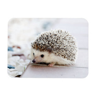 Igel Baby Magnet