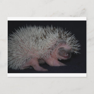 Igel Baby Postkarte