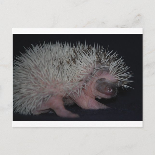 Igel Baby Postkarte (Vorderseite)