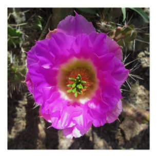 Igel Cactus Blume Poster
