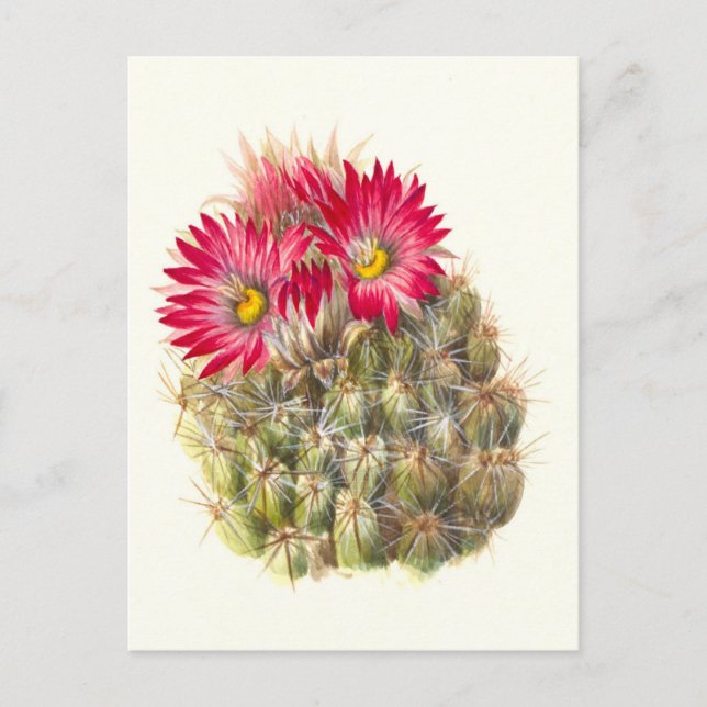 Igel Cactus Postcard Postkarte (Vorderseite)