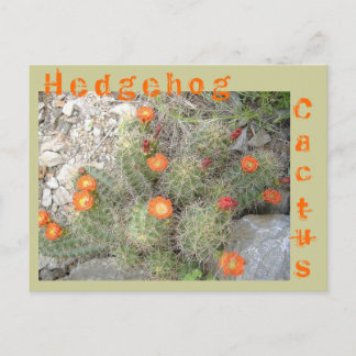 Igel Cactus Postkarte
