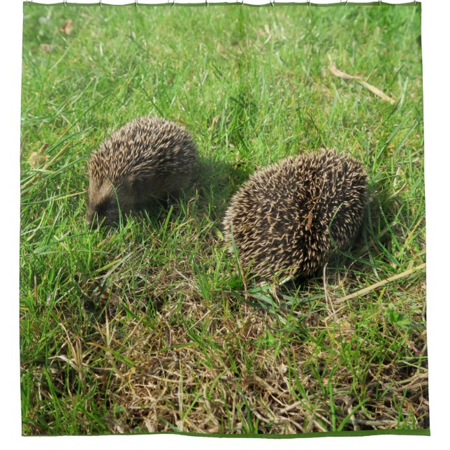 Igel Duschvorhang (Vorderseite)