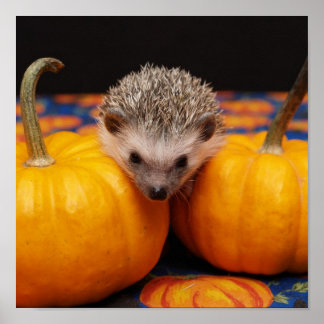 Igel Halloween Poster