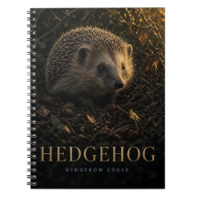 Igel Heckenränder Wildtiere TIER
