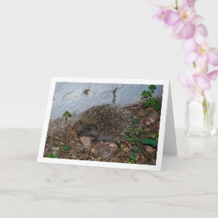 Igel im Gartenporträt Karte