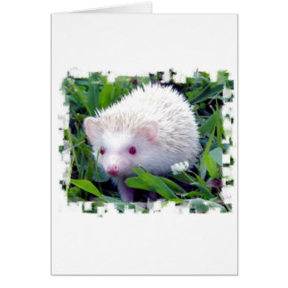 Igel im Gras