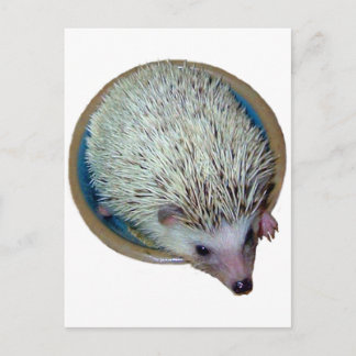 Igel in der Disc-Postkarte Postkarte