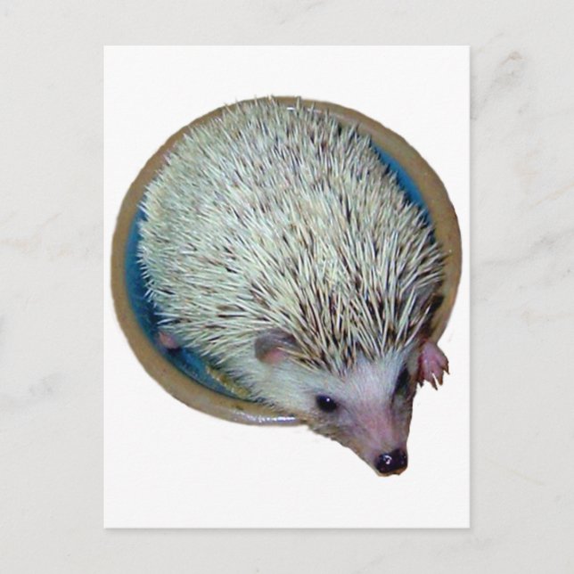 Igel in der Disc-Postkarte Postkarte (Vorderseite)