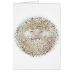 Igel in einem Ball