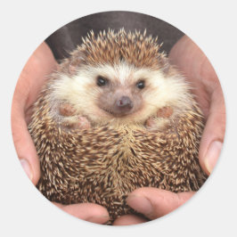 Igel in Hands-Foto Runder Aufkleber