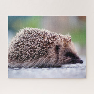 Igel in Natur, Jigsaw Puzzle